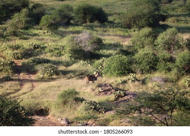 Female dik dik Images, Stock Photos & Vectors | Shutterstock