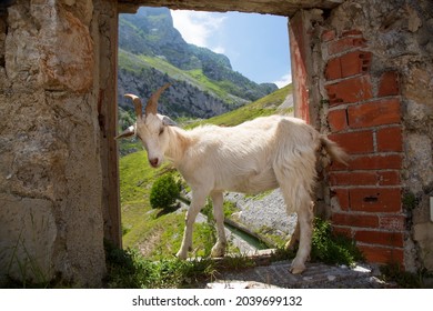 Dilapidated And Abandoned Farm High In The Mountains Used By Goats As A Barn And To Lick Salt From The Walls, Standing In The Window Frame