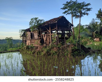 A dilapidated wooden house stands precariously on a small plot of land surrounded by lush green rice paddies. The house is in a state of disrepair, with a partially collapsed roof and broken walls. - Powered by Shutterstock