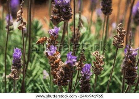 A diligent bee is captured mid-flight, its dedication to pollination palpable among the purple hues of lavender stalks, underlining nature's interconnected ballet.