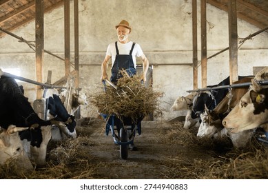 A diligent farmer tends to cows in a barn while managing a wheelbarrow full of hay for feeding.