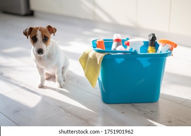 A diligent puppy sits next to a blue plastic bucket of cleaning products in the kitchen. A set of detergents and a rag for home cleaning and a small dog on a wooden floor in the apartment. No people.