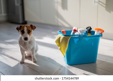 A Diligent Puppy Sits Next To A Blue Plastic Bucket Of Cleaning Products In The Kitchen. A Set Of Detergents And A Rag For Home Cleaning And A Small Dog On A Wooden Floor In The Apartment. No People.