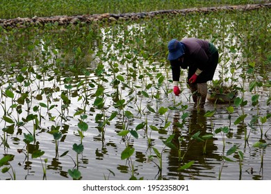 A diligent woman working in the taro farm and harvesting the starch-rich root vegetable from the flodded paddy field, in Waipu (外埔) District, Taichung, Taiwan