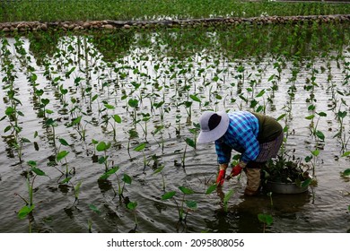 Diligent woman working in a taro farm, bending over to harvest the starch-rich root vegetable from the flodded paddy field, in Waipu District, Taichung, Taiwan. The Dajia Taro is famous and popular