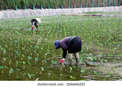 Diligent women working in a taro farm, bending over to harvest the starch-rich root vegetable from the flodded paddy field, in Waipu (外埔) District, Taichung, Taiwan
The taro of  Dajia is very famous