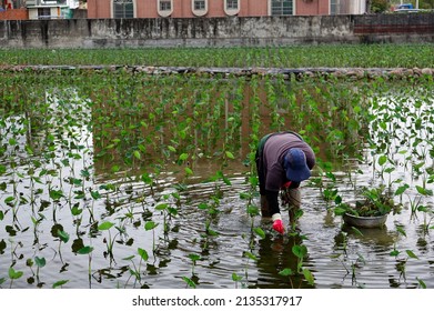 1,643 Taro farming Images, Stock Photos & Vectors | Shutterstock