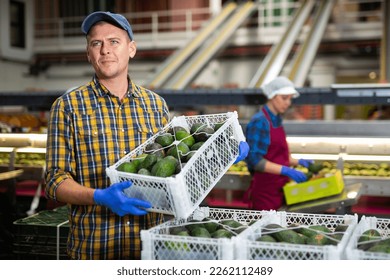 Diligent worker carries boxes of avocado fruits at factory