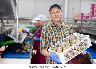 Diligent worker carries boxes of mango fruits at factory