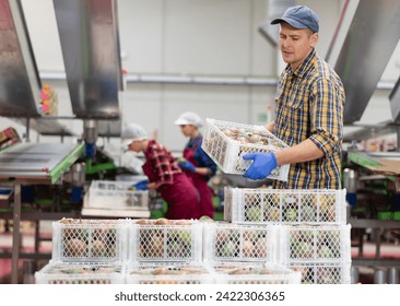 Diligent worker carries boxes of mango fruits at factory