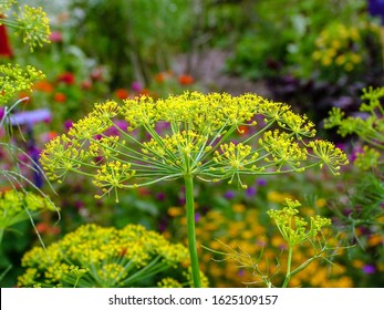 Dill (Anethum Graveolens) In Flower In A Garden Setting