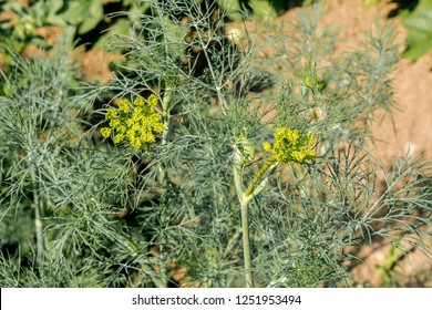 Dill (Anethum Graveolens) In Vegetable Garden, Moscow Region, Russia