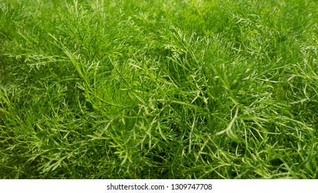 Dill (Anethum Graveolens) In Vegetable Garden,Thailand.

