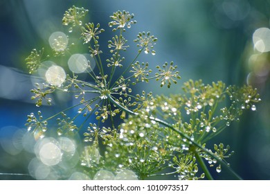 Dill, fennel flowers, dew drops. 