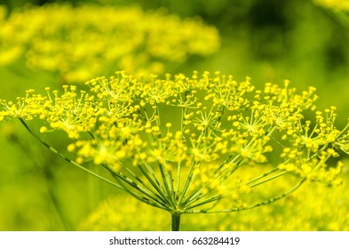 Dill Flower