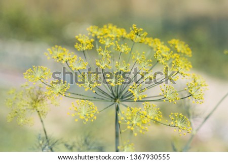 Similar – Image, Stock Photo fennel blossom Food