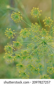 Dill Flower Blossoms (Anethum Graveolens) Garden Series