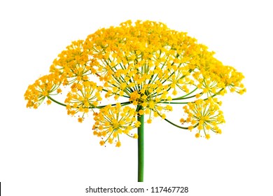 Dill Flower Closeup, Isolated