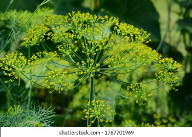 Dill flower in the garden. close up