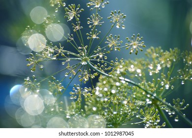 Dill flowers, fennel, dew drops. 