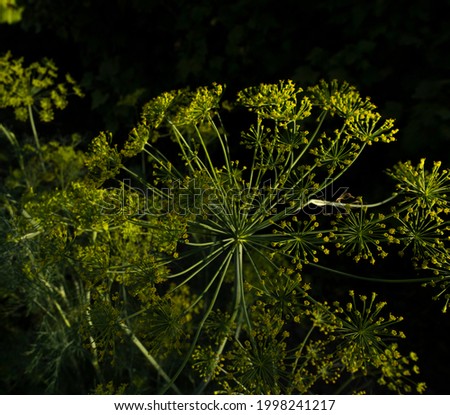 Similar – Goldrute blühen blüte