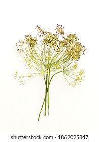 Dill flowers and seeds on white wooden background. Shallow dof.