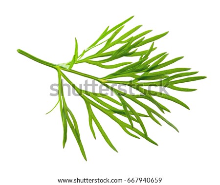Dill. Fresh dill.