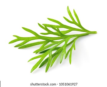 Dill. Fresh Dill Isolated.