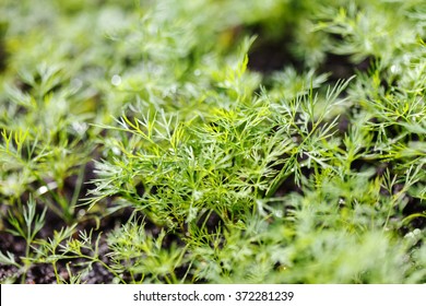 Dill In The Garden