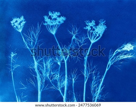 Dill grass in blue print background. Cyanotype illustration. Summer flowering