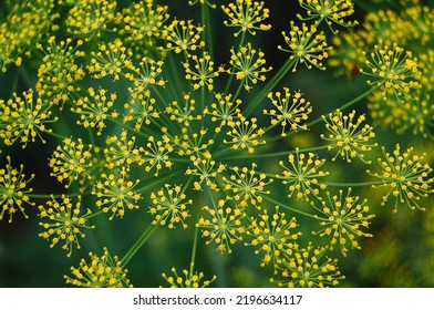 Dill Grows In The Garden, A Dill Umbrella With Small Yellow Flowers Is Photographed From Above, An Interesting Natural Abstraction Is Created