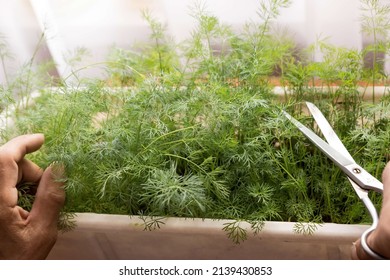 Dill grows on the window of the house in a flower pot. hands and scissors cutting dill harvest. useful greens cultivation. Selective focus