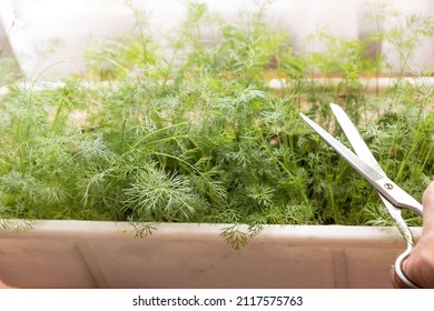 Dill grows on the windowsill of the house in a flower box. Harvest of fresh green dill grown at home is cut with scissors. selective focus