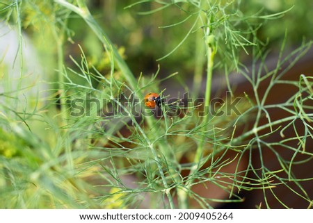 Similar – Image, Stock Photo Ladybug on dill flowers in close-up view