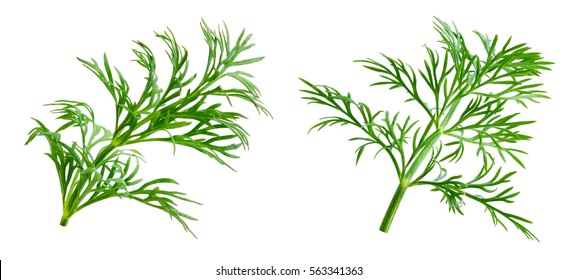 Dill. Herb Leaf Macro Isolated On White Background.

