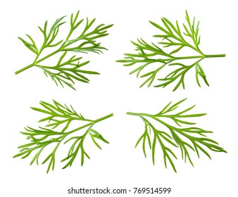 Dill Isolated. Dill On White.