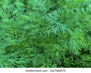 Dill (Latin Anethum) is a monotypic genus of short—lived annual herbaceous plants of the Umbrella family. The only species is odorous dill or garden dill (Anethum graveolens)