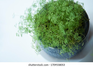 Dill Plant In A Blue Pot Against A White Background - Kitchen Plant