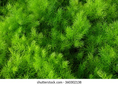 Dill Plant In The Garden