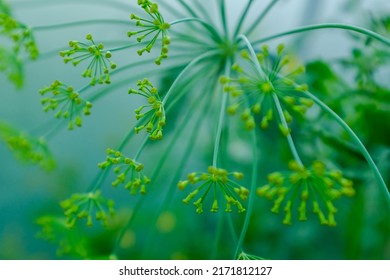 Dill rosette, close-up. Large inflorescence of dill on green background. Fresh green fennel. Background of dill plant for publication, design, poster, calendar, post, screensaver, card, cover, website