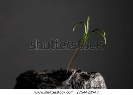 Dill seedlings sprouting from soil macro close up on dark background