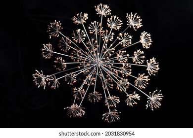 Dill Seeds Isolated On Black Background. Arrows Of A Plant With Seeds In The Form Of Fireworks.