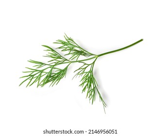 Dill sprig isolated. Fresh fennel twig, herb plant closeup, macro photo of fragrant dill twig on white background top view - Shutterstock ID 2146956051