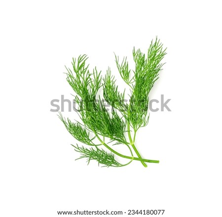 Dill sprig isolated. Fresh fennel twig, herb plant closeup, macro photo of fragrant dill twig on white background top view