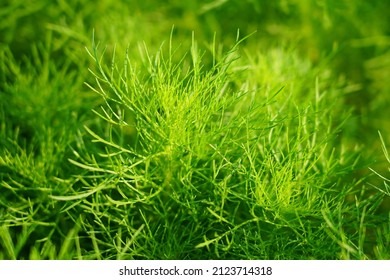 Dill (Sweet Fennel) In The Garden.