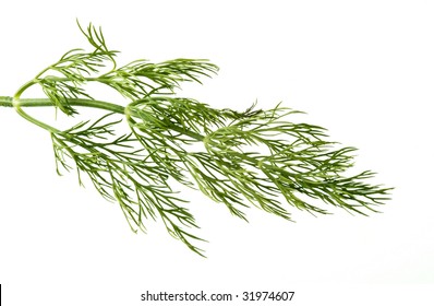 Dill Weed