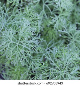 Dill,close-up.