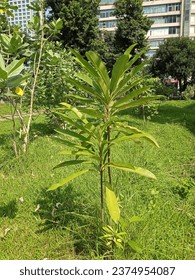 Dillenia is a genus of flowering evergreen or semi-evergreen trees and shrubs in the family Dilleniaceae. Dillenia indica, commonly known as elephant apple or ou tenga, is a species of Dillenia.
