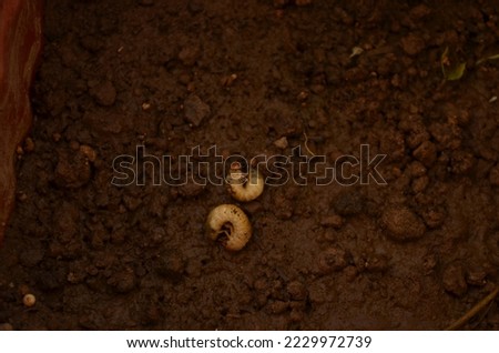 Diloboderus abderus Sturm 
Coleoptera Scarabaeidae,a polyphagous soil-dwelling pest,affects crops.These larvas commonly known as white grubs, which consume seeds and roots, weakening or killing plants