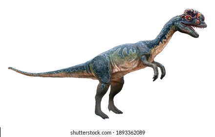 Dilophosaurus (Female) is a carnivore genus of theropod dinosaur that lived during the Early Jurassic, Dilophosaurus isolated on white background with a clipping path